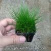 Ngưu mao chiên lùn xòe -  Eleocharis Acicularis - anh 4