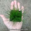 Ngưu mao chiên lùn xòe -  Eleocharis Acicularis - anh 5