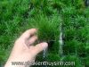 Ngưu mao chiên lùn xòe -  Eleocharis Acicularis - anh 6