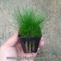 Ngưu mao chiên lùn xòe -  Eleocharis Acicularis