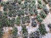 Bucephalandra (miếng L) - anh 3