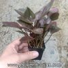 Tiêu thảo Meeboldii đỏ - anh 2