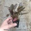Tiêu thảo Meeboldii đỏ - anh 4