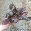 Tiêu thảo Meeboldii đỏ - anh 5