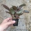 Tiêu thảo Meeboldii đỏ - anh 7