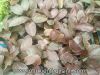Tiêu thảo Meeboldii đỏ - anh 9