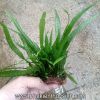 Dương xỉ lá hẹp - anh 2