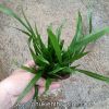 Dương xỉ lá hẹp - anh 5