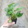 Tiêu thảo Meeboldii xanh - anh 1