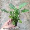 Tiêu thảo Meeboldii xanh - anh 2