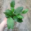 Tiêu thảo Meeboldii xanh - anh 3