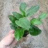 Tiêu thảo Meeboldii xanh - anh 4