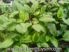 Tiêu thảo Meeboldii xanh - anh 6