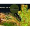 Luân Thảo Đỏ - Rotala Việt Nam - anh 2
