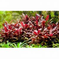 Huyết Tâm Lan Mini