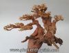 Lũa bonsai size số 2 - anh 1