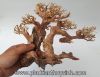 Lũa bonsai size số 2 - anh 2