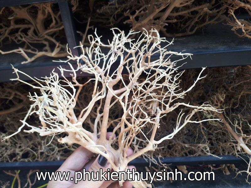 /files/sanpham/901/1/jpg/lua-xuong-chum-120k-kg.jpg