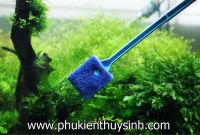 Cây bùi nhùi chà hồ